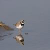 Great Ringed Plover